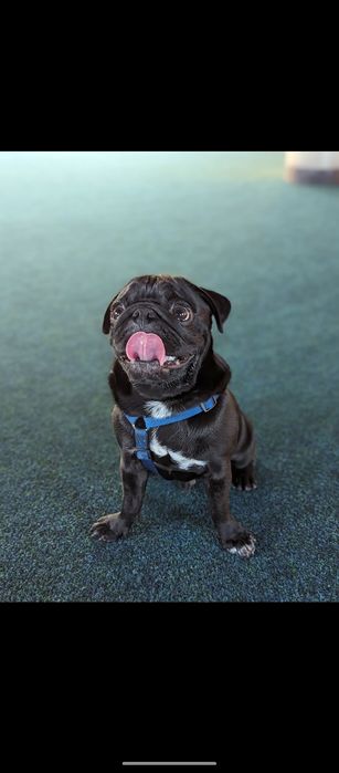 Кінолог Київ Дресирування Собак