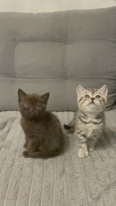 Чистокровні шотландські котята