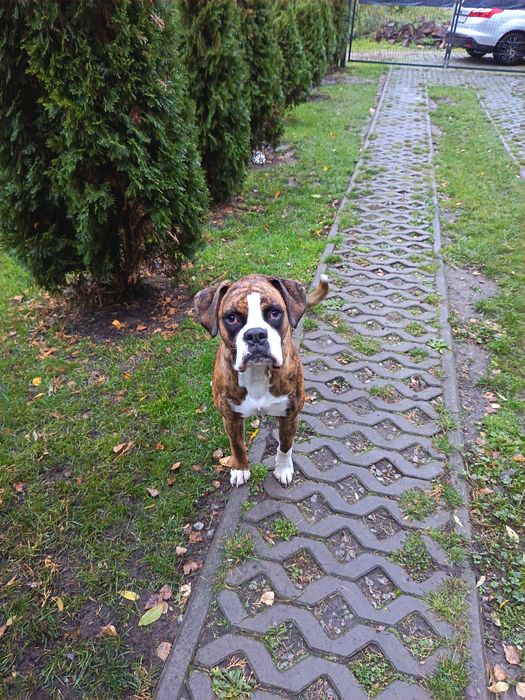 Oddam rocznego psa rasy bokser