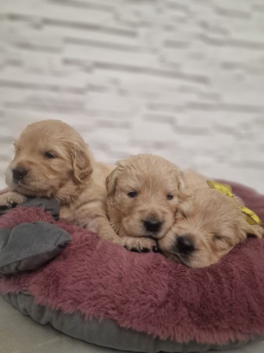 Szczeniak Golden retriever zkwp śląskie