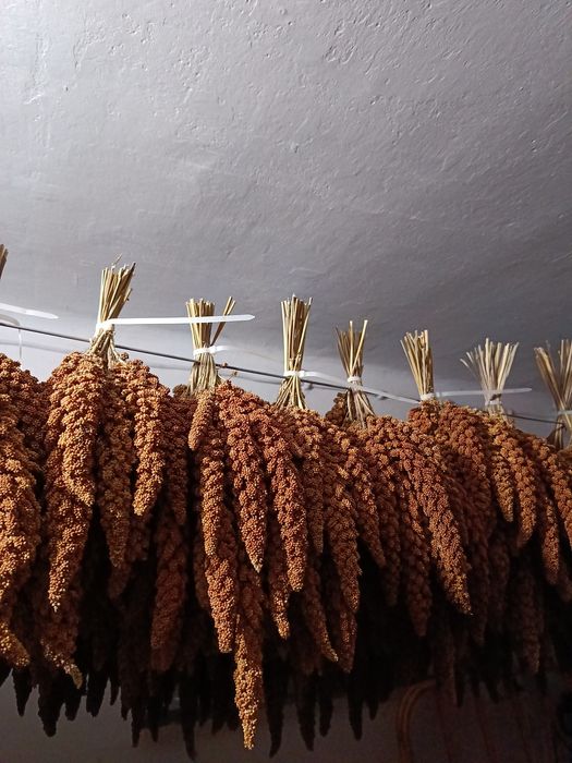 Proso senegalskie 4kg