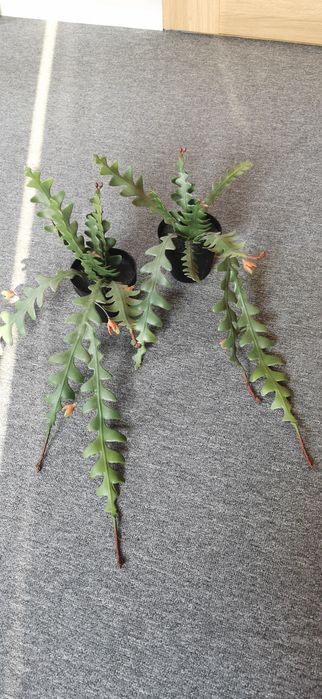 Dwa sztuczne wiszące kwiaty w donicy