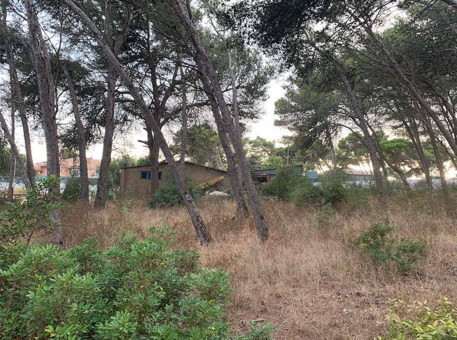 Ofereço lenha (pinheiros) para quem vier buscar em Cascais