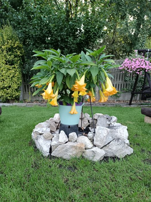 Brugmansja Datura Anielskie traby DS Zoulou