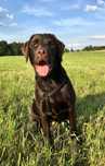 Oddam Suke Labrador Retriever Czekoladową