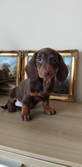 Suczka jamnik miniaturowy czekoladowa