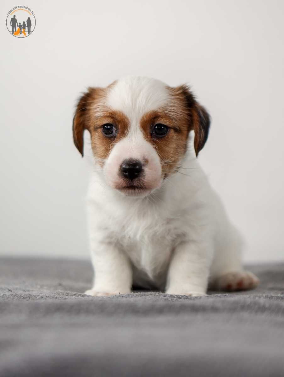 Jack Russell Terrier ZKwP FCI