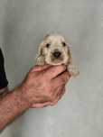 Cachorro Cocker Spaniel Inglês TOP