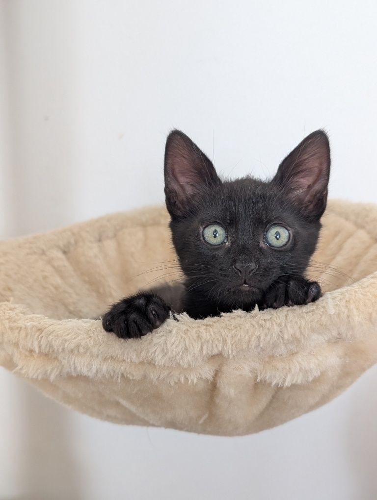 Mirtilo, o gatinho da sorte