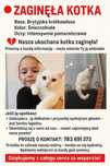 Zaginęła kotka brytyjska