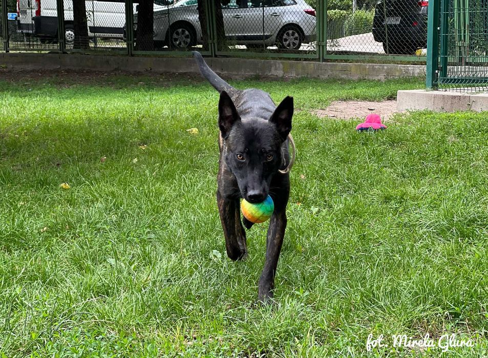 Inteligentny i aktywny Asgard w typie owczarka holenderskiego - 301/25