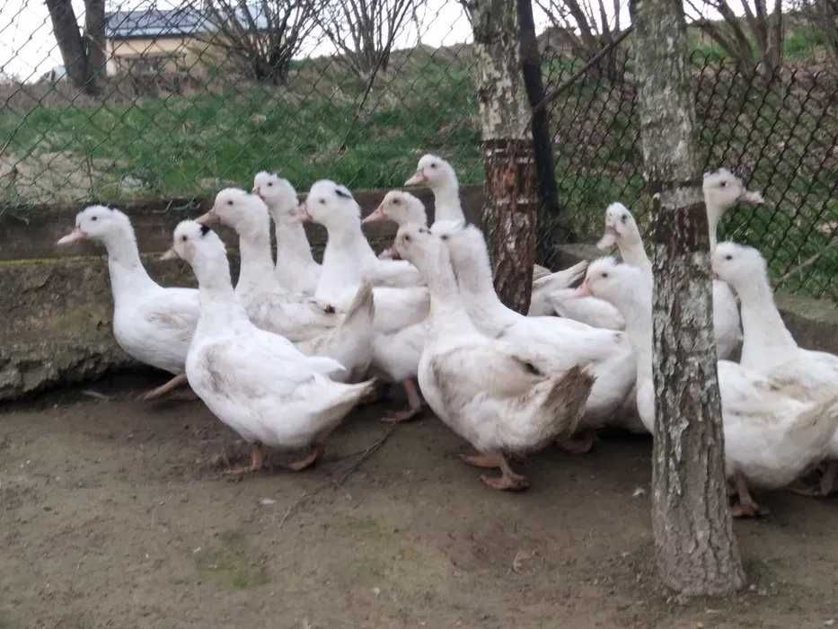 Tuszki kaczki mulardy ekologiczne