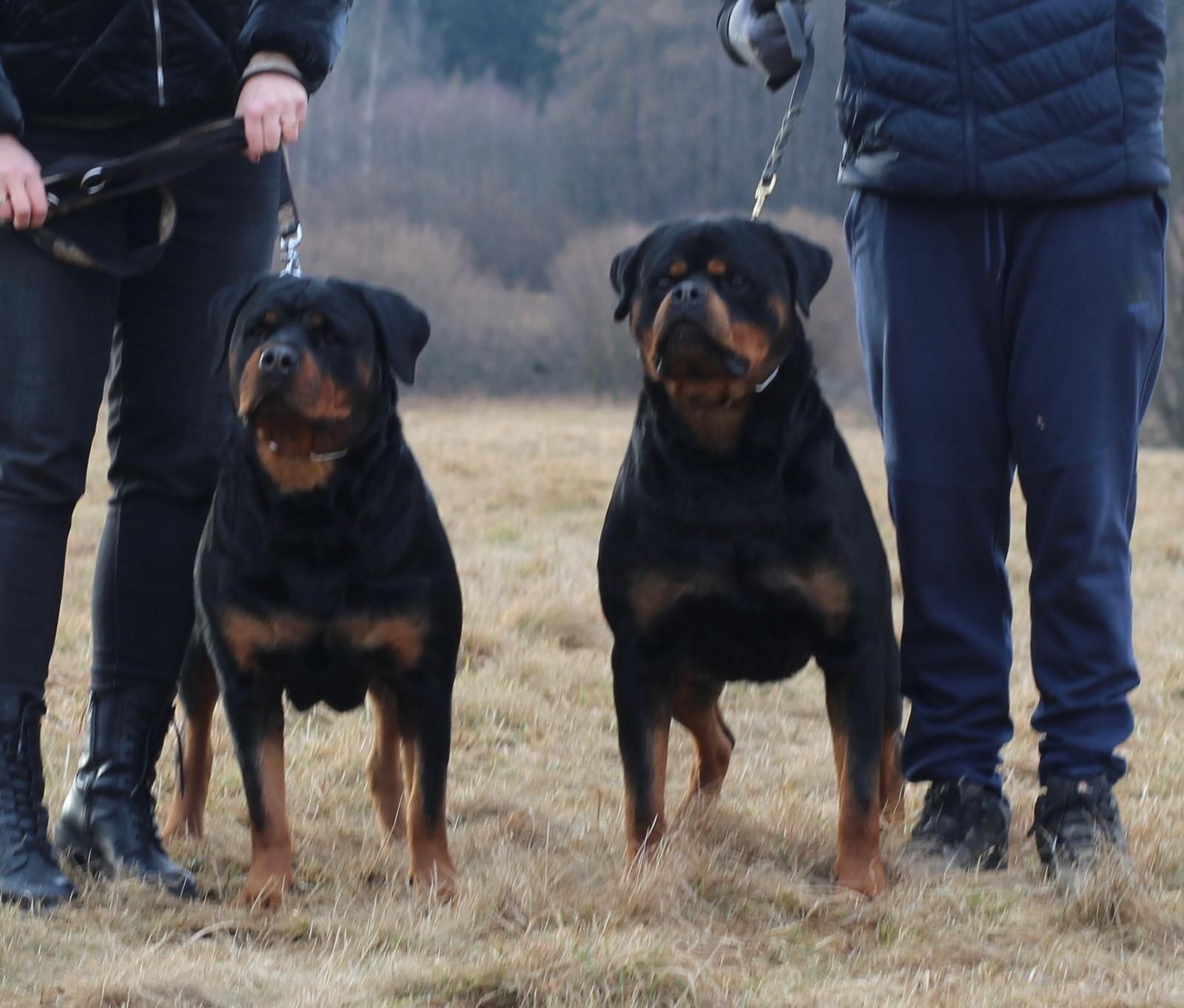 Rottweiler szczenię FCI samiec