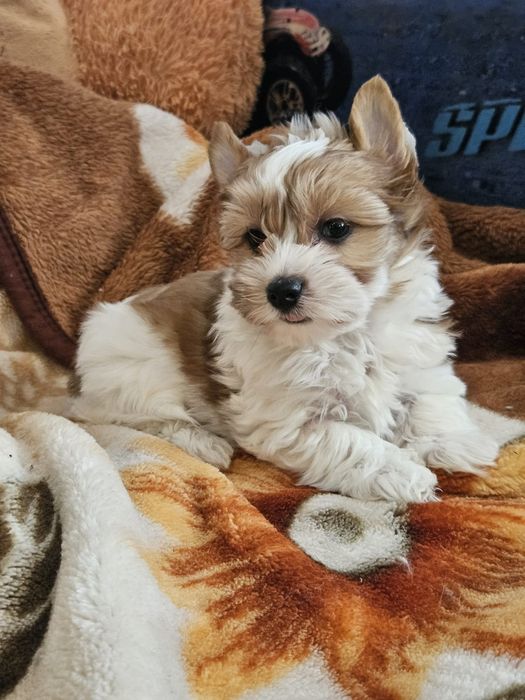 Yorkshire terrier piesek white ocenic