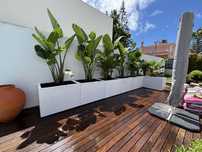 Vaso, floreiras e plantas