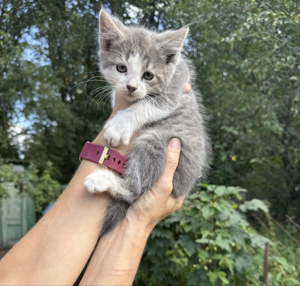 Кошенятка в пошуку люблячих батьків.
