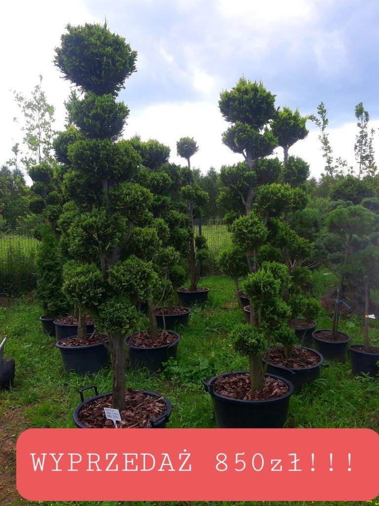 Bonsai Niwaki Cis 250cm (szmaragd katalpa klon laurowiśnia)