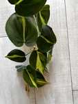 Philodendron Brasil