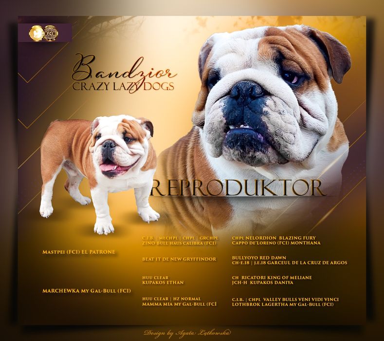 Buldog Angielski FCI dorosły piękny pies