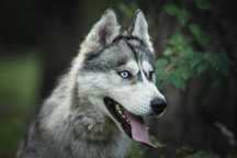 Piękna suczka husky, młoda, zjawiskowa Marusia szuka domum adopcja