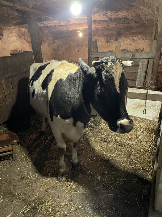 Корова тільна 4 телям