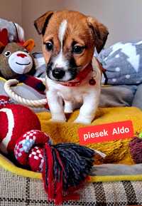 Maleńki Aldo !!! DIAMENCIKJack Russell Terrier rodzicew hodowli