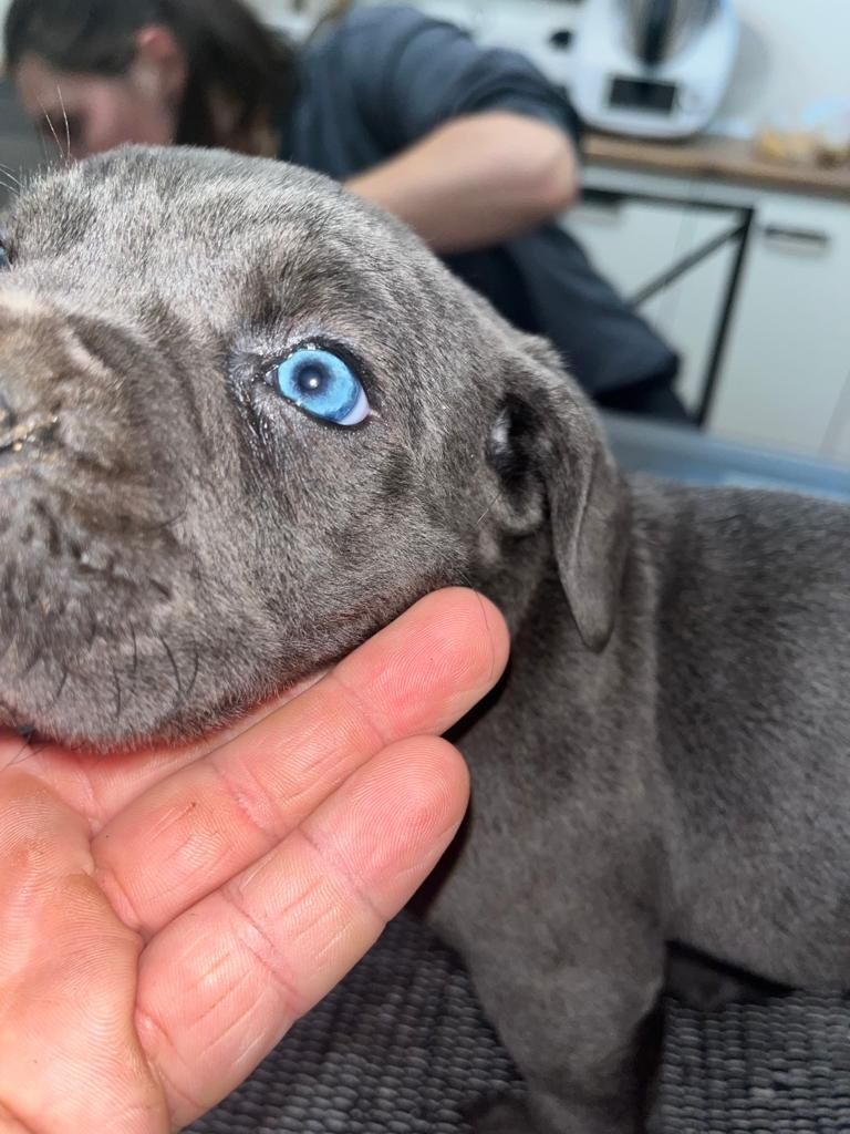 Cane Corso mocny pies