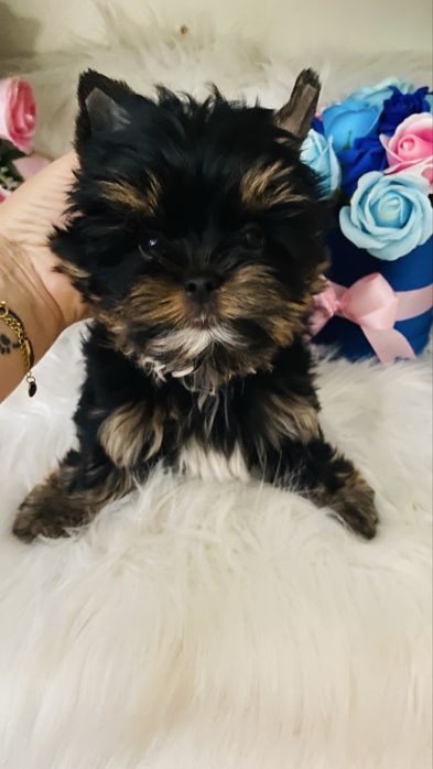 Słodki york . Rodowód  cztero pokoleniowy.