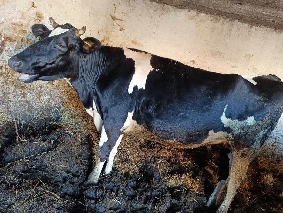 Sprzedam wysokocielna jałówkę oraz krowę