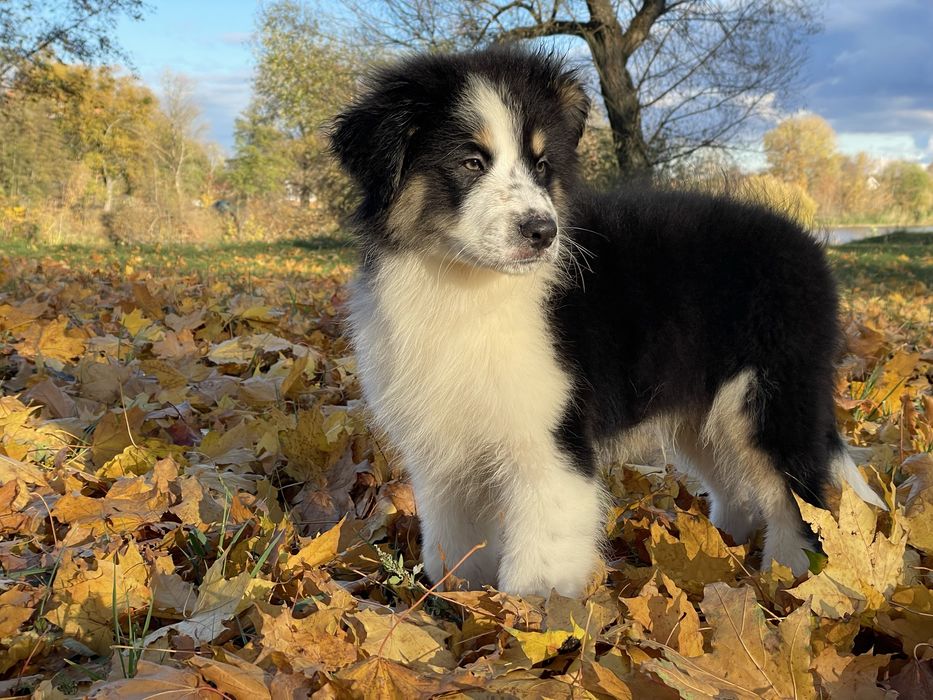 Австралійська вівчарка Ауссі хлопчик