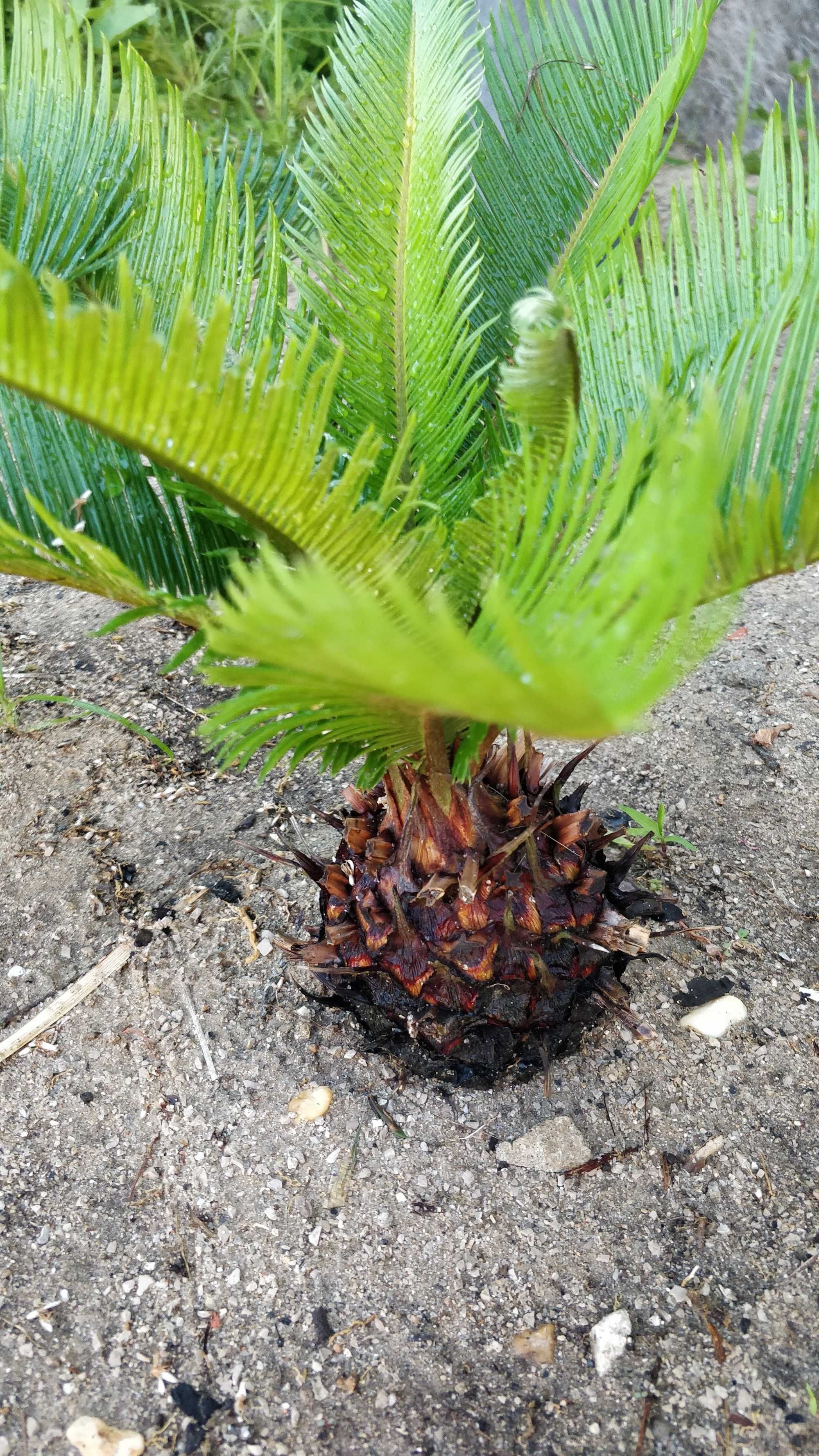 Cicas, plantas de Jardim