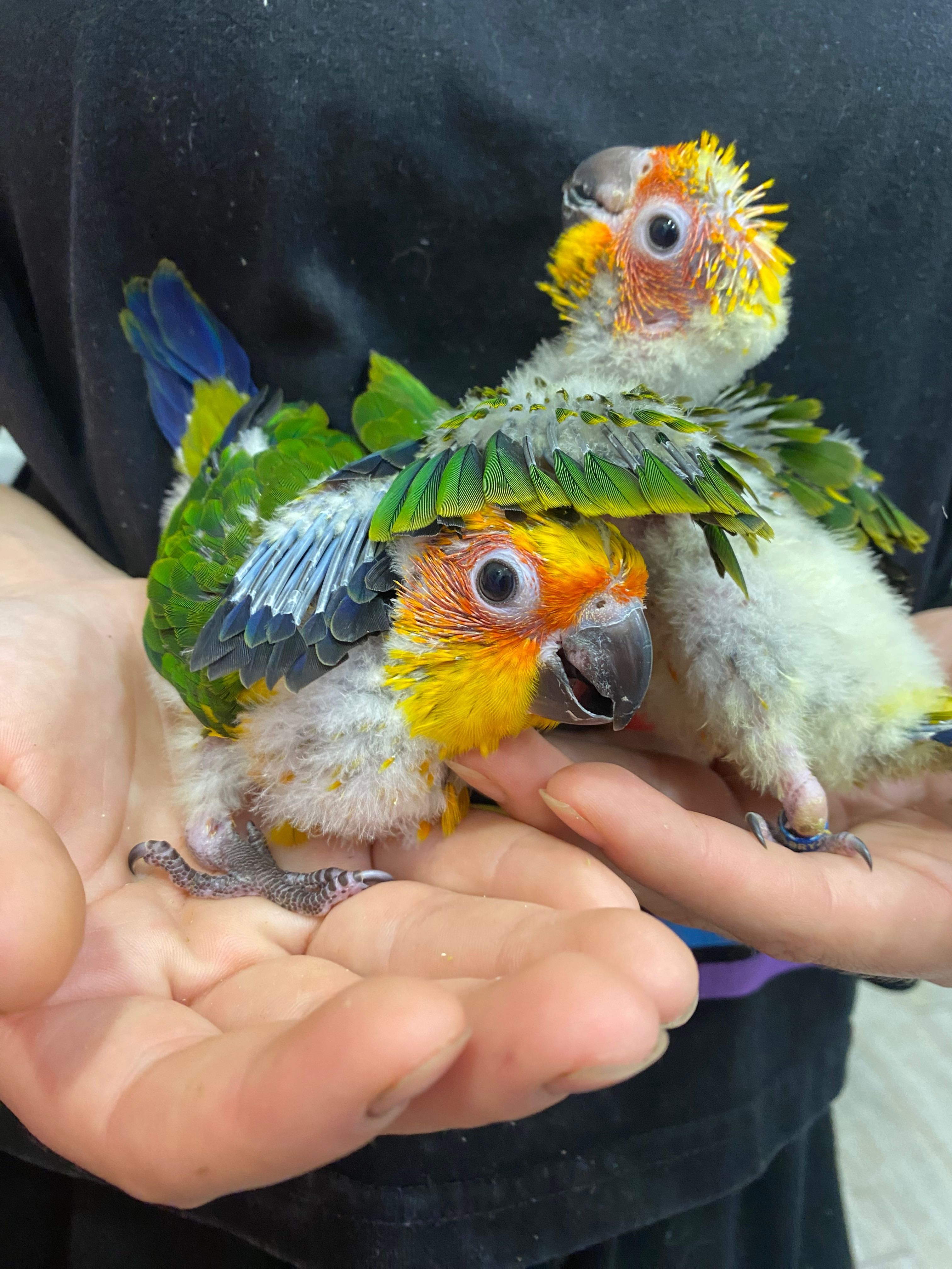 міні ара - сонячний аратінга ручний говорящий папуга, пташенята