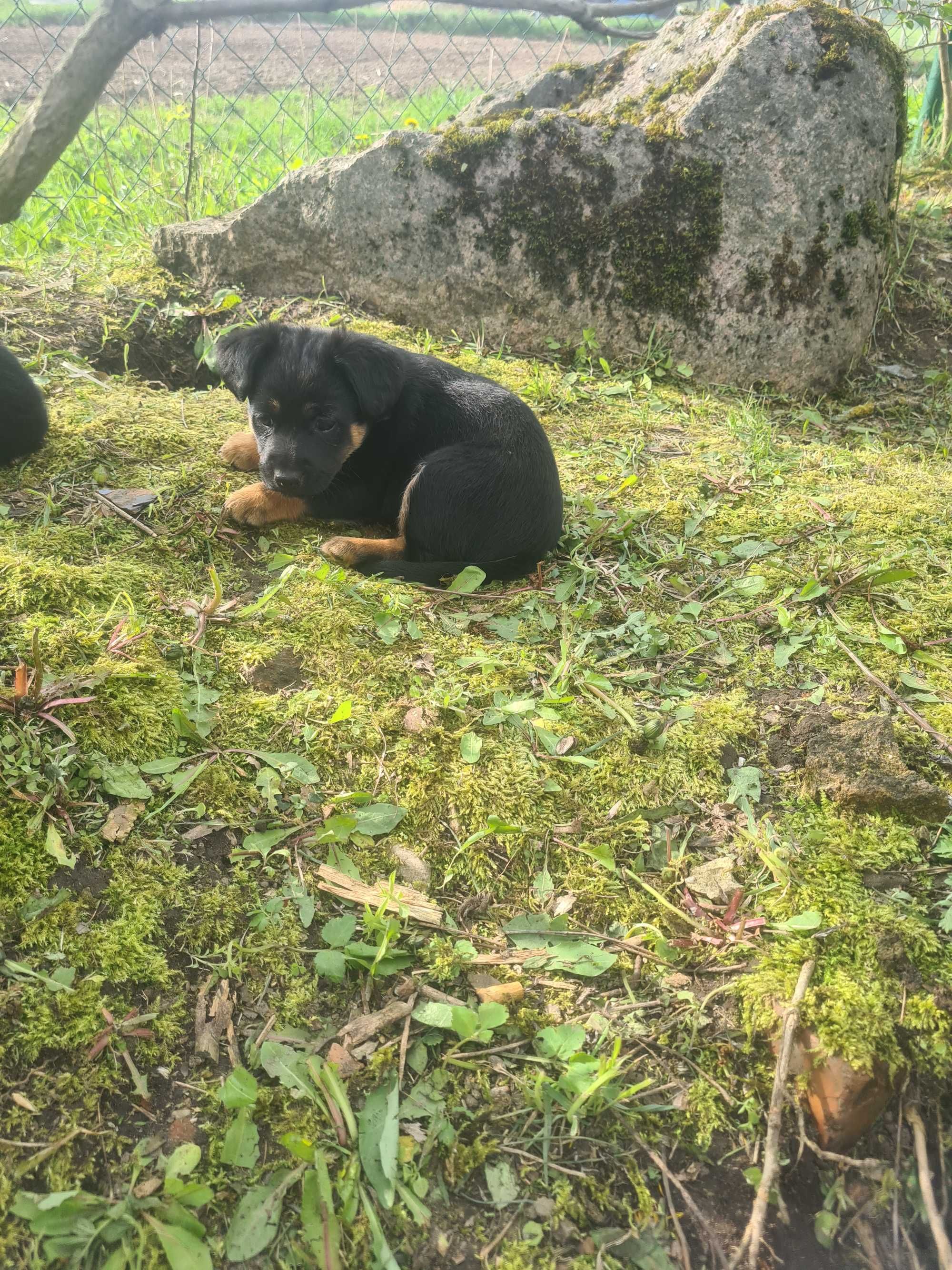 Oddam pieski 8 tygodniowe.matka nieduża .2 samce 2 samiczki