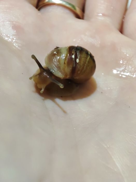 Продам діток равликів Ахатіни