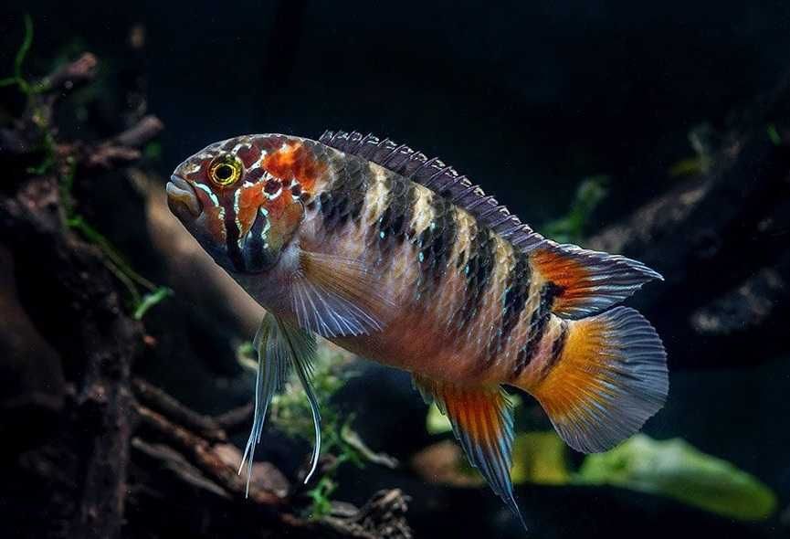 Akara zebra Ivanacara adoketa