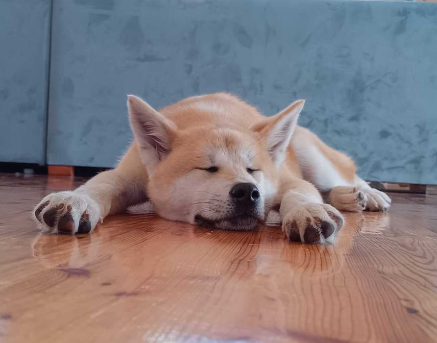 Akit inu japońska piesek