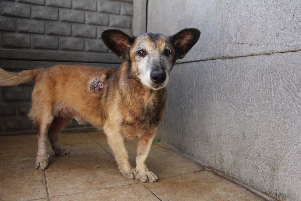 Aromat piesek Dt pilnie potrzebny ratujmy Oborniki