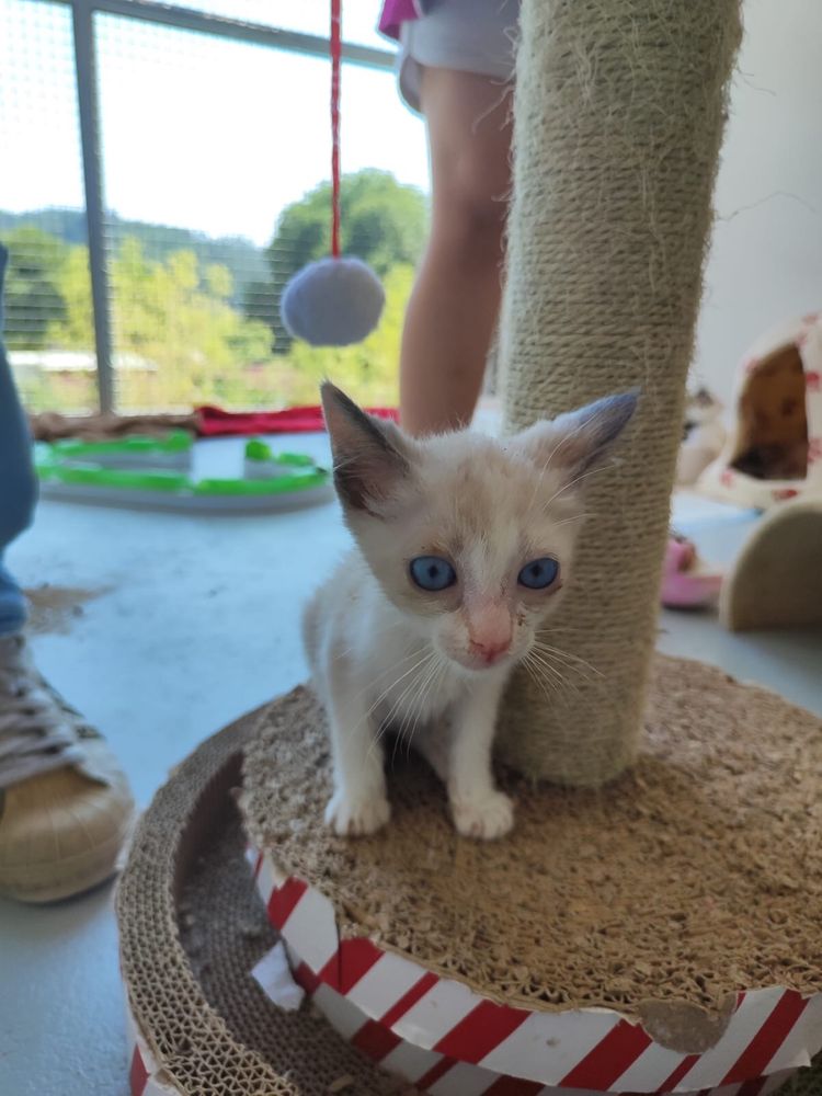 Gatinhos para adoção