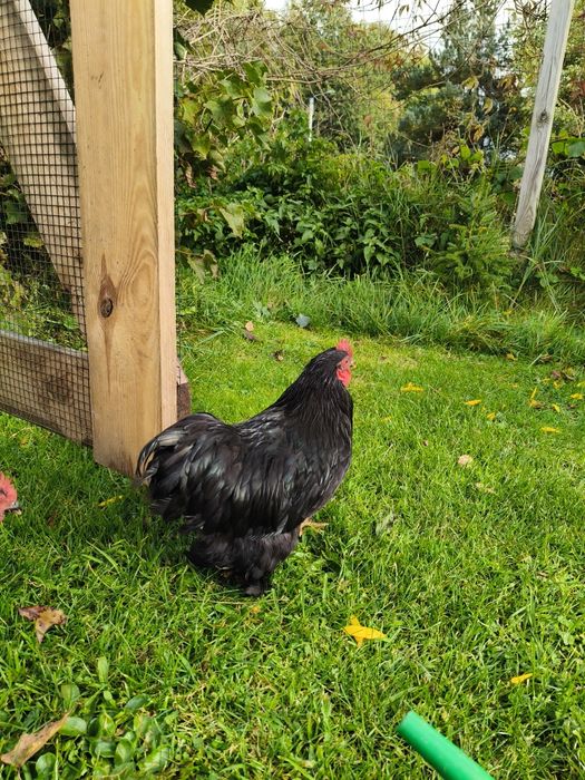 Kogut Kochin miniaturowy