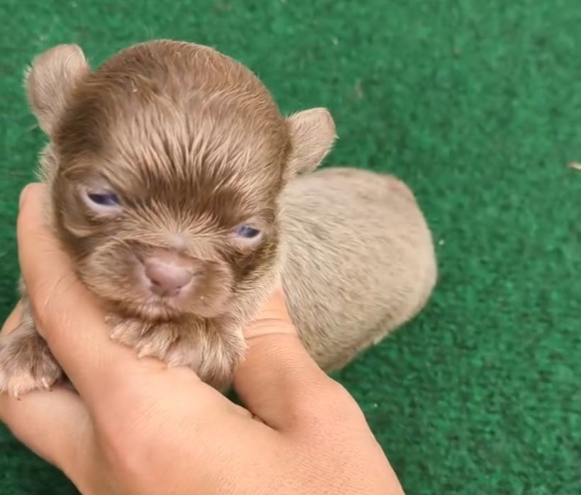 Chihuahua  de qualidade