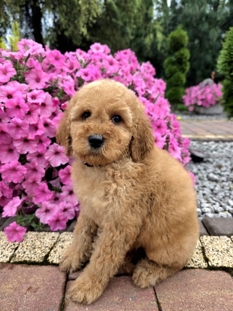 Golden Doodle Bily mini  do 15 kg