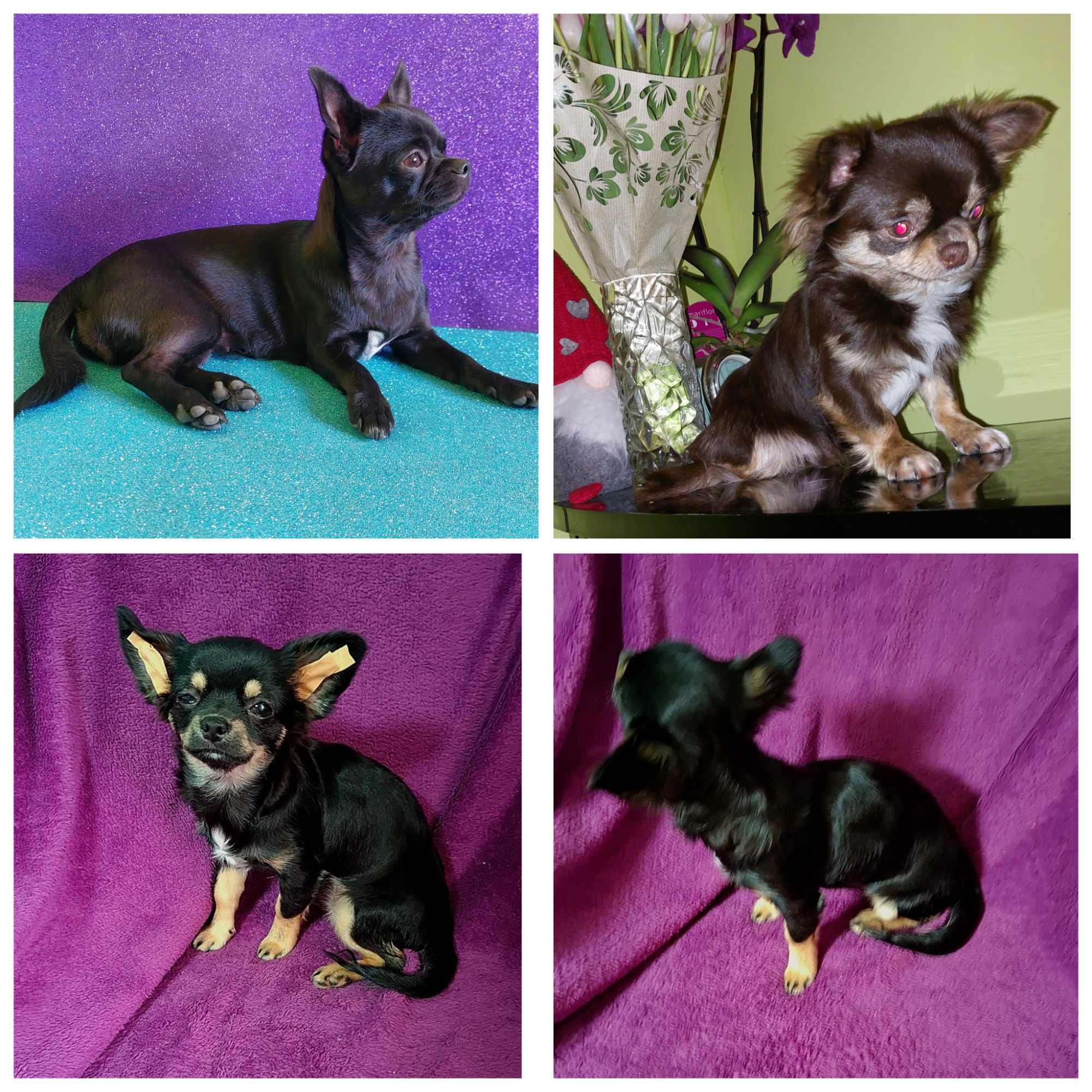 Czarno-podpalany długowłosy chihuahua samiec gotowy do odbioru/rodowód