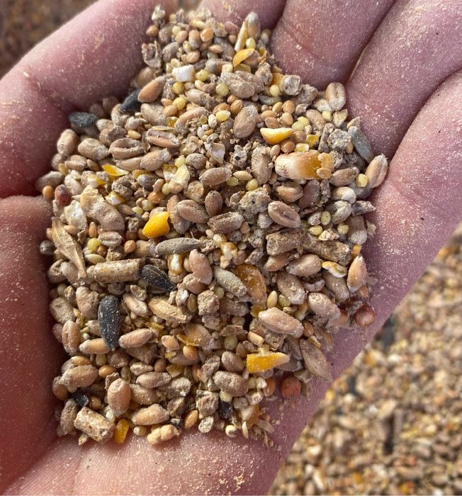 Pasza dla kur niosek SYPKA Pełne Ziarno 25 kg Hurtownia Pasz - DOWÓZ