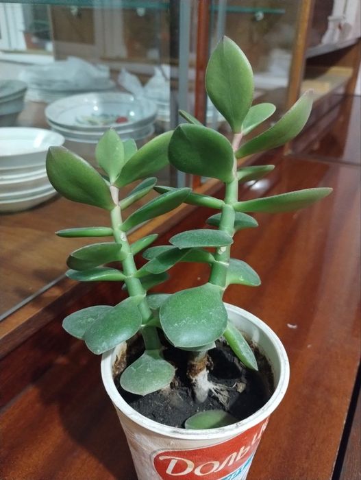 Денежное дерево растение