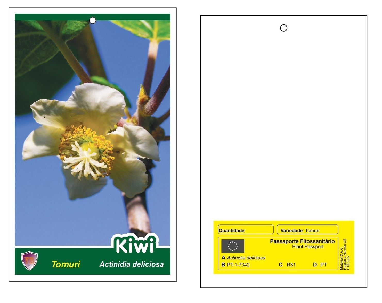 Propagação in vitro de Kiwis