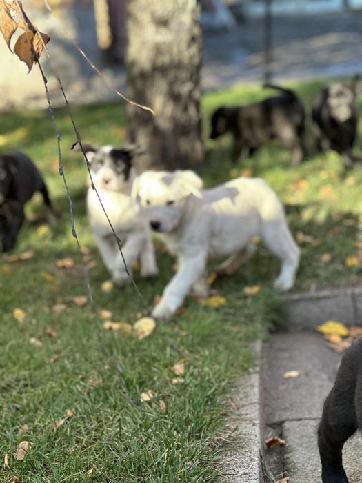 Oddam pieski w dobre ręce mieszane labradory