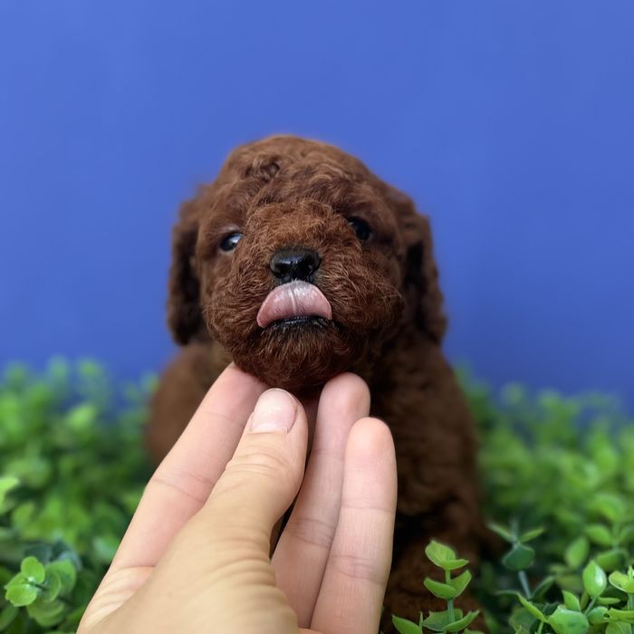 шикарний хлопчик у забарвленні RED BRAUN