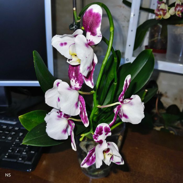 Домашня орхідея МАРАКЕШ пелор з діткою орхидея