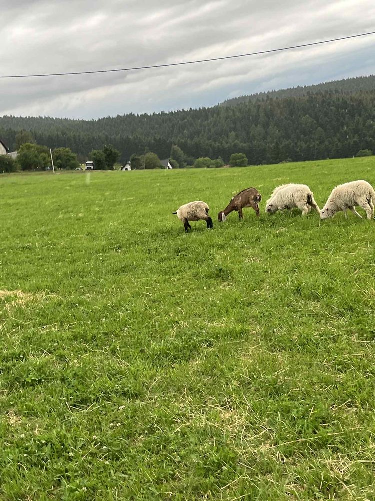 Sprzedam jagnięta