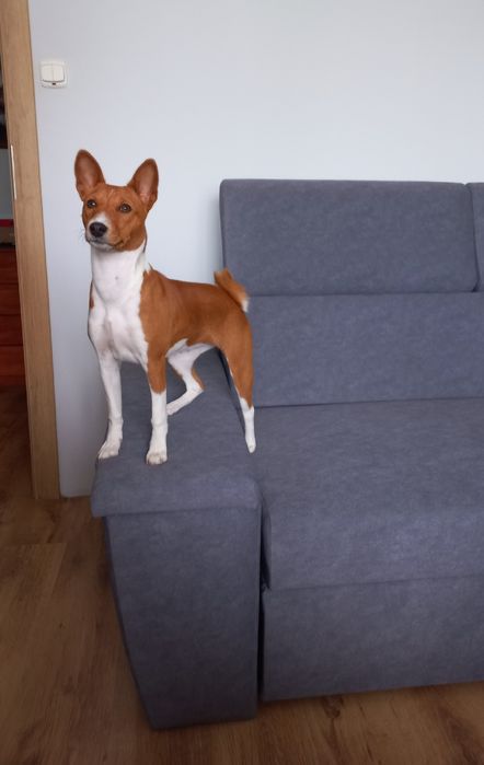 Basenji FCI/ZKwP suczka